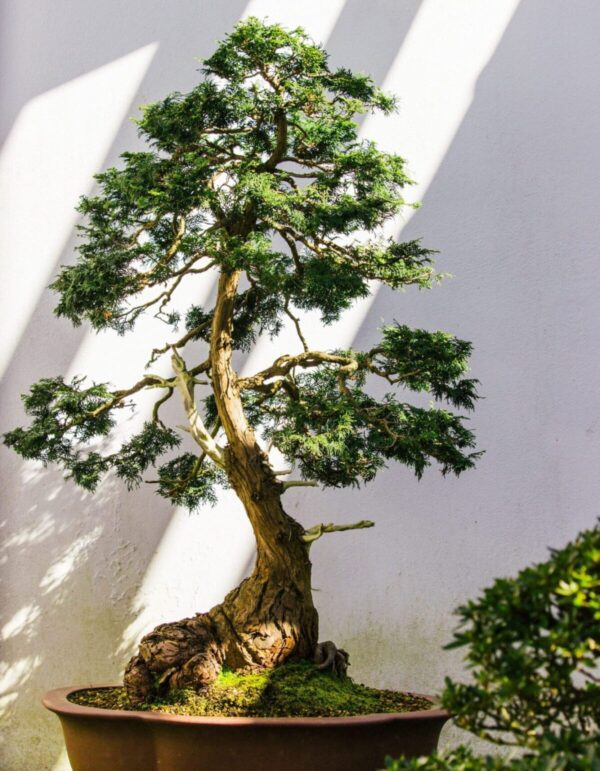 Exquisite Artificial Bonsai Tree – Japanese Zen Decor