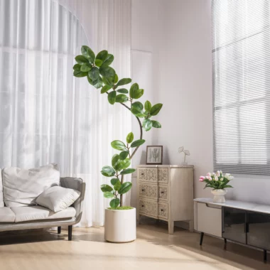 Ficus Religiosa Tree